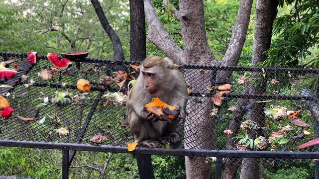 A pig-tailed macaque eats a mango in the urban area of ​​Khao Rang Hill in Phuket Town, Thailand. This is a combination of wildlife and human interaction.