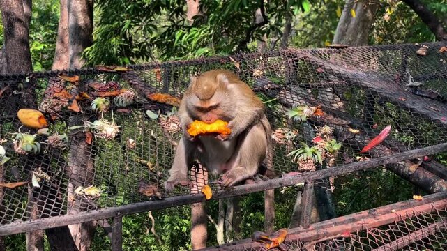 A pig-tailed macaque eats a ripe mango against a backdrop of tropical foliage. This video was taken on Khao Rang Hill in Phuket, Thailand.