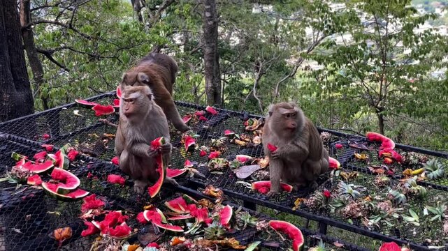 Three pig-tailed macaques eat fruit on Khao Rang Hill in Phuket Town, Thailand.