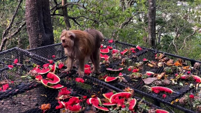 A pig-tailed macaque eats fruit at Khao Rang Hill Park in Phuket Town, Thailand. This is natural behavior for a primate in a tropical environment.