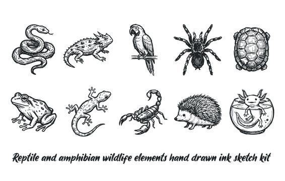 Reptile and amphibian wildlife elements hand drawn ink sketch kit