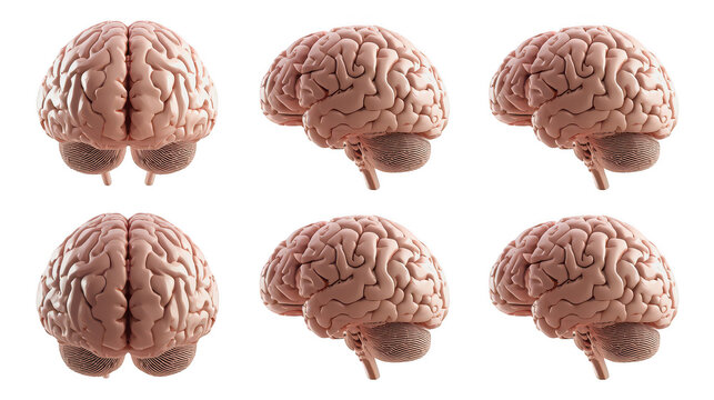Human brain anatomy set, isolated realistic 3D brain model collection from multiple angles