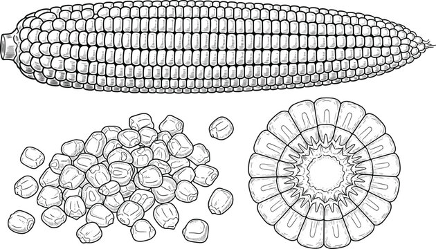 Single corn ear with kernels and slice illustration. Detailed hand drawn maize engraving. Natural crop ingredient artwork for food packaging, agriculture and culinary design projects.