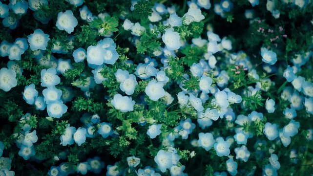 風に揺れるネモフィラ