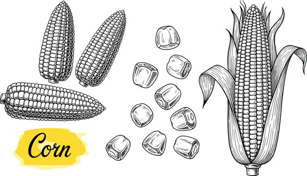 Corn botanical vector illustration set with cobs, kernels and sliced pieces. Hand drawn engraving artwork. Farm crop ingredient design for agriculture, packaging and food branding projects.
