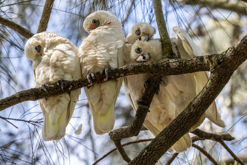 Australian Little Corella's perched in Casuarina Tree preening © Ken Griffiths