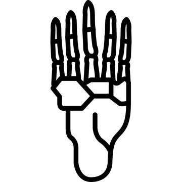 Metatarsals Vector Icon