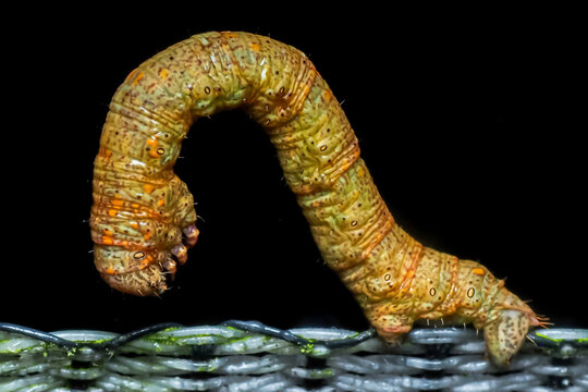 Macro photo of a brown inchworm caterpillar on a textured surface.