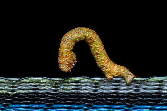 Macro photo of a brown inchworm caterpillar on a textured surface.