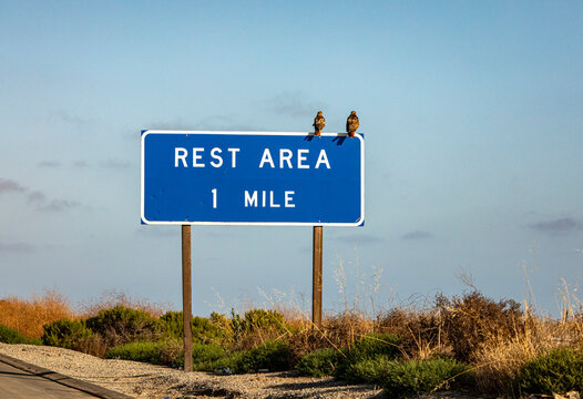 Two hawks sitting on a sign that states Rest Area 1 Mile
