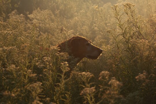 Walking through a field of ragweed with a dog while experiencing allergy symptoms in the early morning light