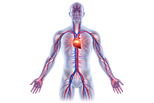 Human circulatory system anatomy full body arteries veins heart blood flow cardiovascular system medical illustration isolated on white background