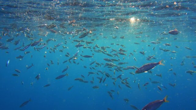Boops boops fish eating medusae in water filled with plankton at dawn
