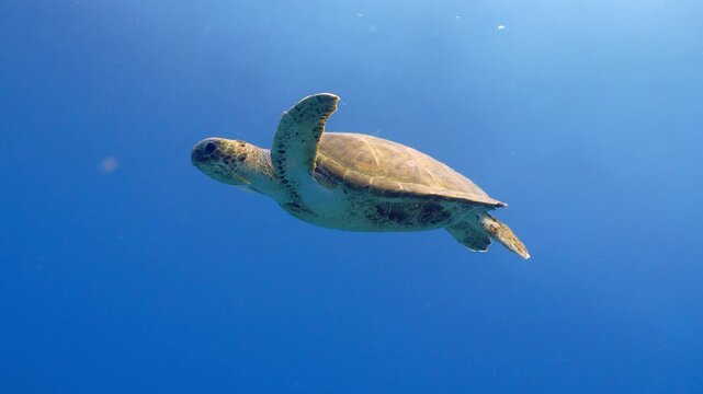 Chelonia mydas carrying a piece of Cymodocea nodosa in blue water