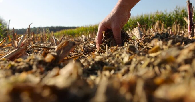 Crop residues on the ground, dry corn crop residues and small wood chips after the combine's operation in agricultural land with high detail and a clear contour.