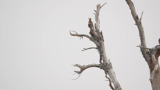Southern yellow-billed hornbill launches from a dead tree in slow motion, wings beating as it lifts into a pale overcast sky in African savanna wildlife scene.