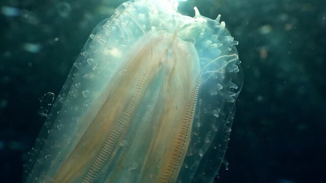 Macro of ctenophore and medusae surrounded by plankton and bogues