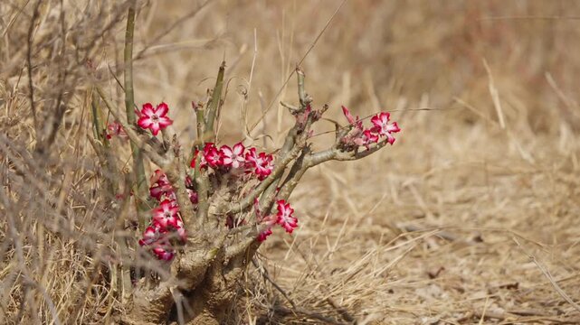 Desert rose flower in Kruger National Park, South Africa, static shot of pink blooms on a woody stem in dry savanna grassland habitat with shallow depth of field.