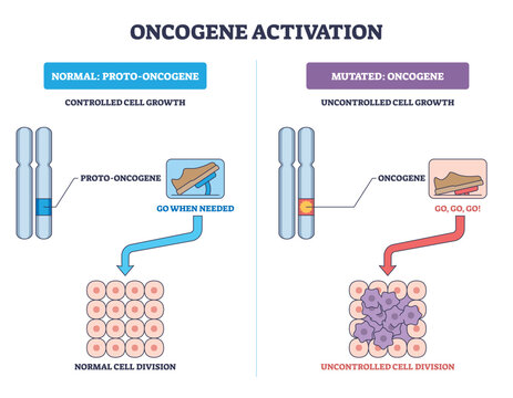 Oncogene activation diagram contrasts proto-oncogene control with mutated oncogene, highlighting chromosomes, accelerator pedal, and cell clusters driving unchecked division. Outline diagram