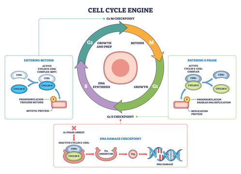 Cell cycle engine visualizes regulated progression through G1, S, G2, M, key objects are the circular phase ring, central cell, and checkpoints driven by cyclin CDK control. Outline diagram
