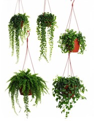 Obraz premium Green hanging house plants isolated on white, set 