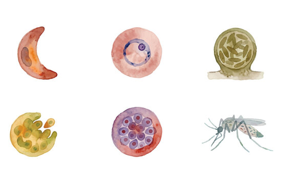 Watercolor malaria parasite life cycle and mosquito