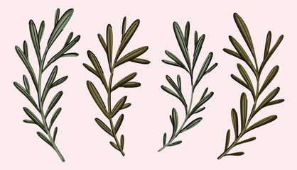 Botanical collection with coniferous leaves in vintage style. Isolated branches, floral design element for wreath, frame, pattern in old-fashioned motif. Hand drawn autumn foliage. Vector illustration © Yulya i Kot