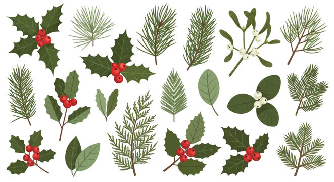 Collection of Christmas winter plants holly berry branches and pine needle foliage