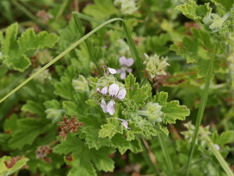 Bourbon geranium plant with flowers and green leaves. Aromatic plant cultivated for essential oil and unique fragance in La Reunion. Pelargonium asperum