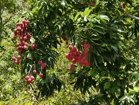 ripe red leechy fruits hanging from tree branches in tropical green foliage background. La Reunion in christmas season