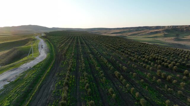 Drone footage flying over an expansive olive grove. The video highlights the organized structure of the orchard with healthy olive saplings and dark cultivated soil under a bright sky