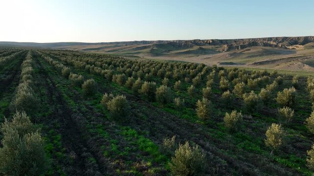 Drone footage flying over an expansive olive grove. The video highlights the organized structure of the orchard with healthy olive saplings and dark cultivated soil under a bright sky