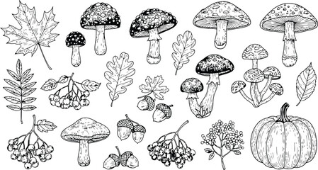 Autumn harvest elements in a clean line art style with maple leaves acorns mushrooms and pumpkin © Ishtiaq