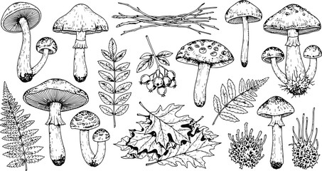 Botanical assorted forest mushrooms and autumnal leaves in a vintage line art style © Ishtiaq