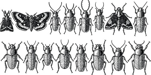 Collection of vintage insect illustrations with moths and beetles in detailed engraving style © Ishtiaq