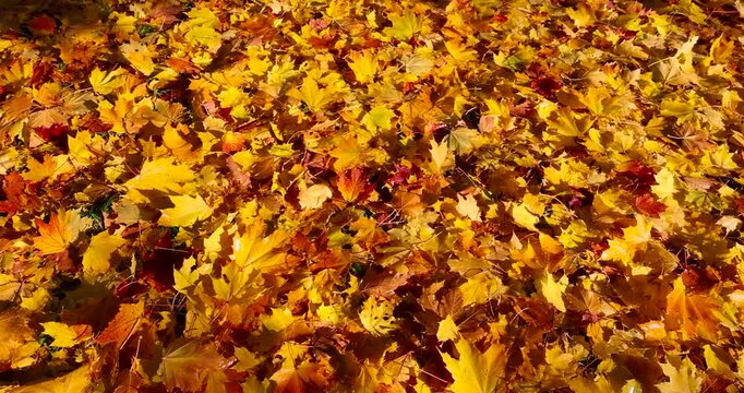 the ground in the park is completely covered with yellow and orange foliage with deciduous trees , the wide beautiful freshly fallen maple foliage on the ground completely covers everything