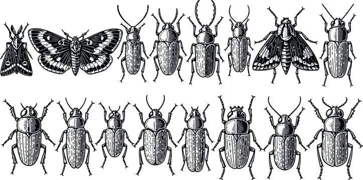 Collection of vintage insect illustrations with moths and beetles in detailed engraving style