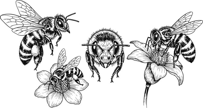 Detailed bee illustrations in different poses on a white background