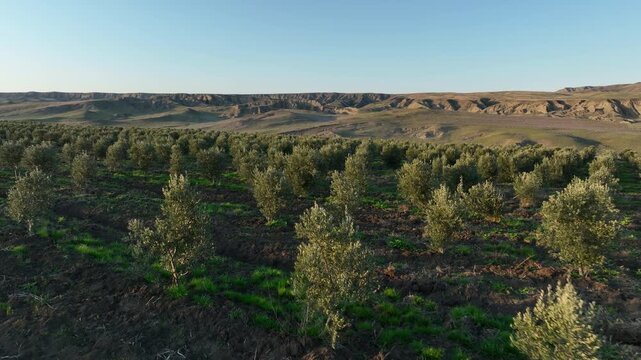 Drone footage flying over an expansive olive grove. The video highlights the organized structure of the orchard with healthy olive saplings and dark cultivated soil under a bright sky