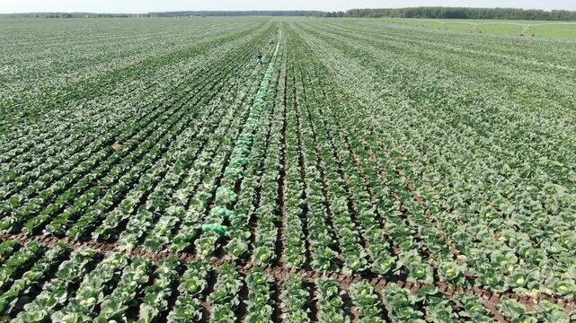 Drone flying forward above cabbage field rows