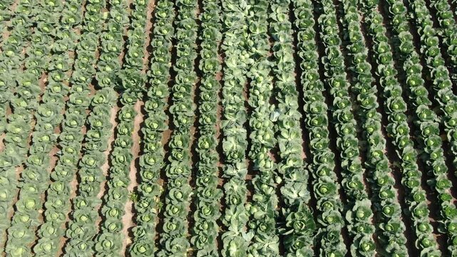Aerial tilt up from cabbage rows to horizon