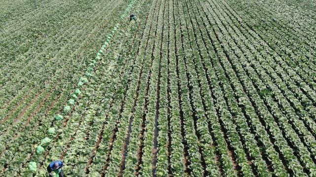 Fast drone flight above cabbage field rows