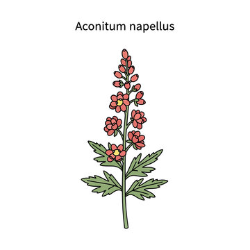 Aconitum napellus Monkshood Botanical Vector Illustration