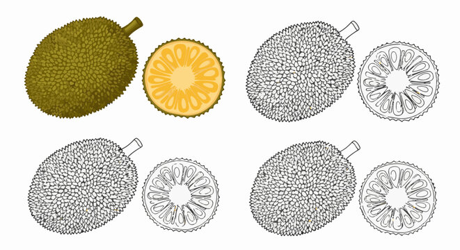 A collection of whole and sliced jackfruit in colored and outline illustrations