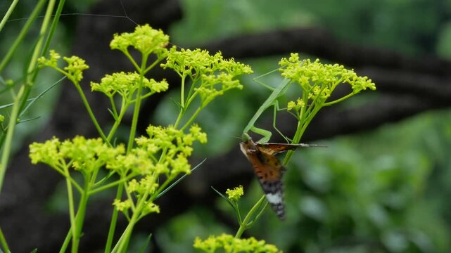 カマキリ蝶を食べる