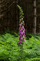 A tall purple foxglove (Digitalis purpurea) growing among ferns in a woodland setting, standing out against a darker forest background. © Son of Leòd Photo
