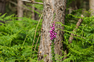 A tall purple foxglove (Digitalis purpurea) growing in woodland, framed by a tree trunk and green foliage in a natural forest setting. In landscape © Son of Leòd Photo
