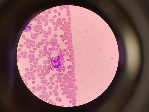 High magnification microscopic view of a segmented neutrophil in a human blood smear 