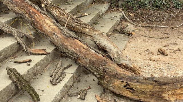 A massive, decaying log lies heavily across outdoor stone stairs. The weathered wood feels hollow and lonely against the cold ground. This scene captures a quiet moment of natural destruction.