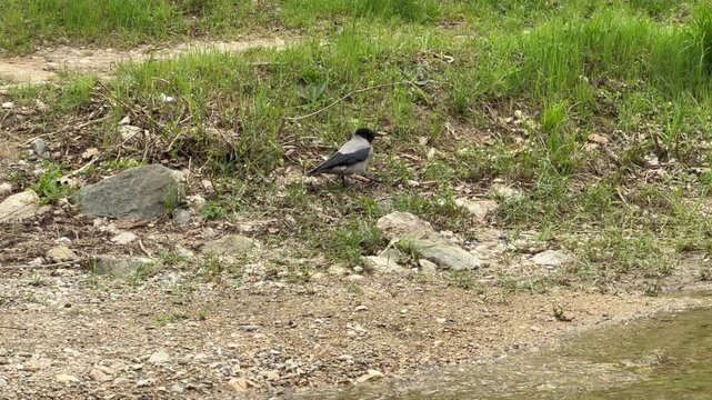 A curious hooded crow hops along the pebbled shore looking for a snack. The bright green grass and gentle water create a peaceful, lively atmosphere. It feels like a calm morning in nature.